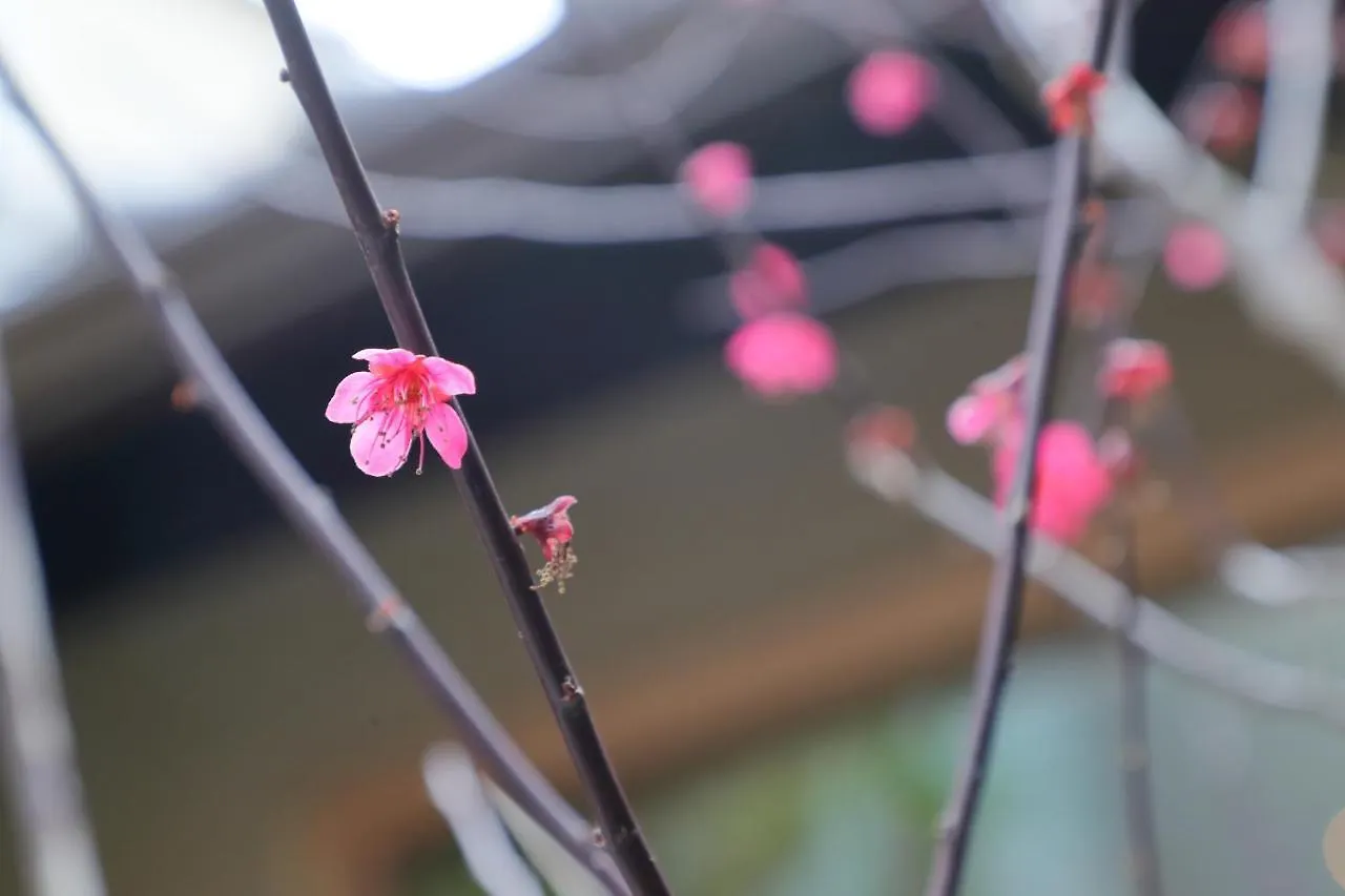 Kyo No Oozora Saika Villa Kyoto
